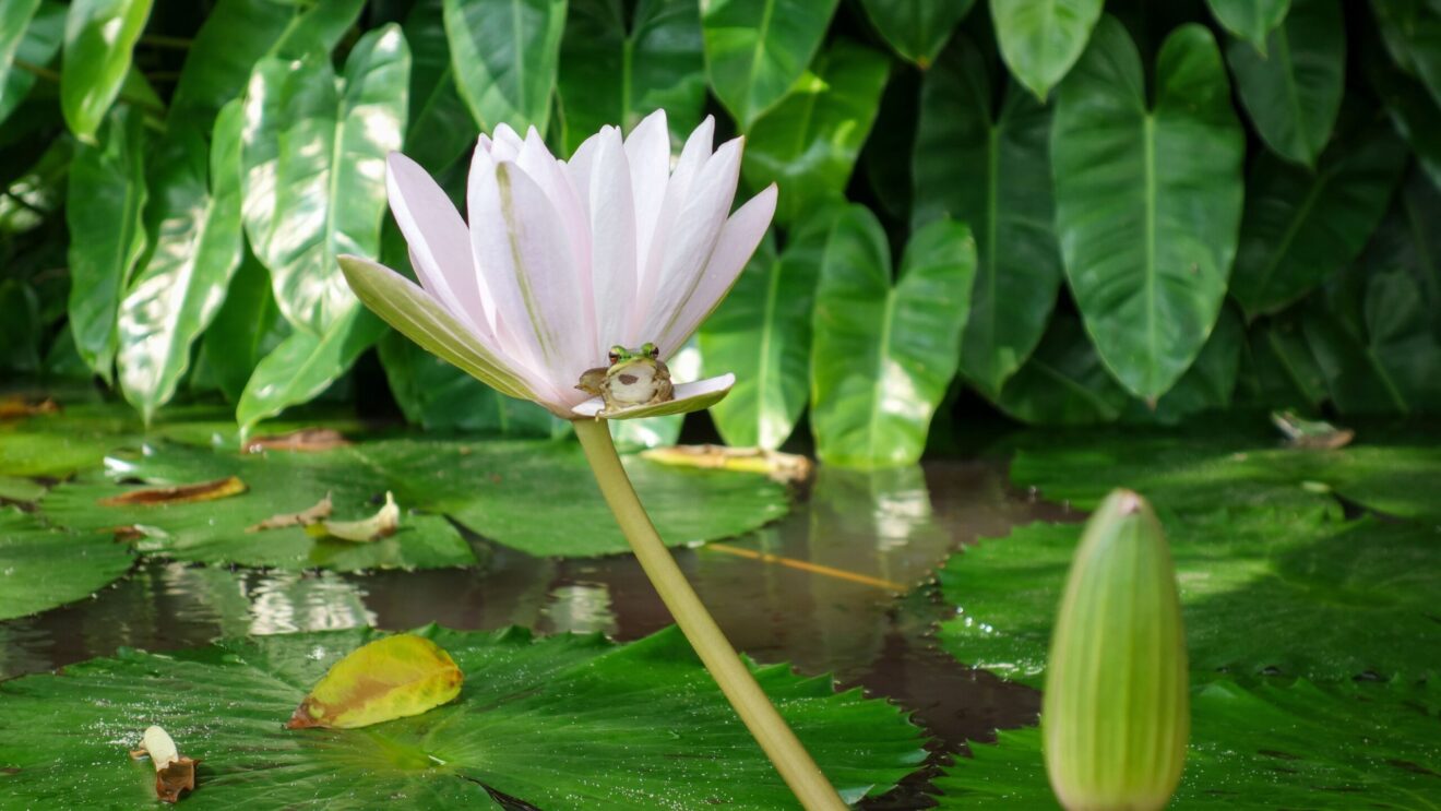 Pink,Water,Lily,,Frog,Sitting,In,The,Pond
