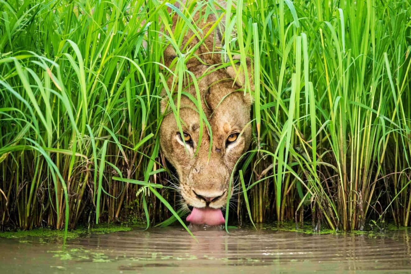 A,Lion,Is,Drinking,Water,From,A,River,Through,Grass